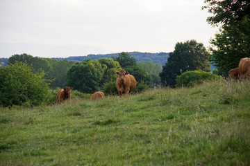 Le regard de la vache