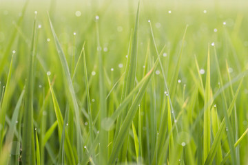 water drops on green grass background