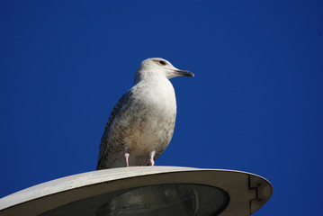 Seagull on the natural blue sky background.