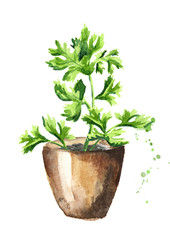Kitchen herbs in a pots. Cilantro plant. Watercolor hand drawn illustration, isolated on white background