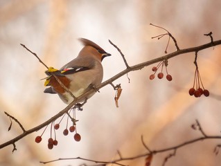 bird in winter