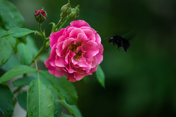 Pink flower with beetle and blurred background