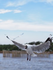 Seagulls in mangrove forest reserve bangpoo Thailand