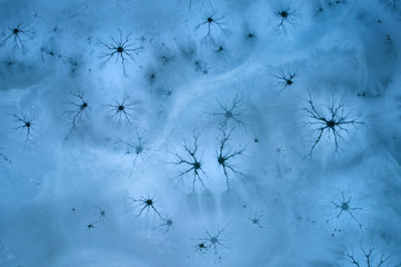 Close up, aerial view of the black ice crack, forming an unusual ornamental structure in melting ice of frozen lake. Unusual natural phenomenon. Cracks in blue ice reminiscent of the neural network.