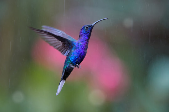 Close up blue hummingbird, Campylopterus hemileucurus, glittering Violet Sabrewing hovering in the rain against abstract, colorful, pink and green background with rain tracks. Rainforest, Costa Rica.