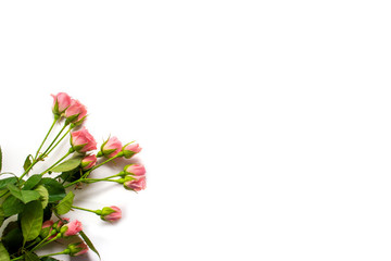 Pink rose costume on white background
