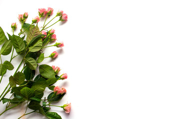 Pink rose costume on white background
