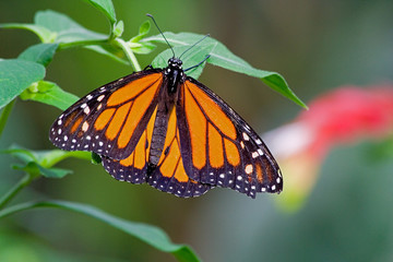 Monarch Butterfly