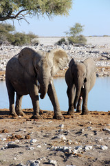 Wilde Elefanten in der Landschaft von Namibia