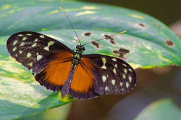 black tropical butterflies a leaf of tropical plant