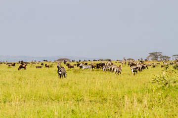 Field with zebras and blue wildebeest