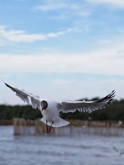 Seagulls in mangrove forest reserve bangpoo Thailand