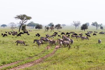 Field with zebras and blue wildebeest