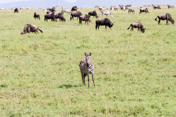 Field with zebras and blue wildebeest