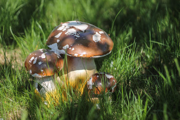 Mushrooms are an element of landscape design in the garden