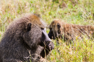 Vervet monkey (Chlorocebus pygerythrus), small, black faced monkey with a greenish-olive or silvery-gray body in Serengeti, Tanzanian national park in the Serengeti ecosystem in the Mara.