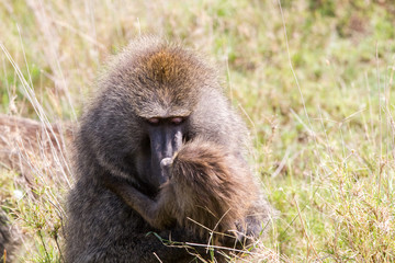 Vervet monkey (Chlorocebus pygerythrus), small, black faced monkey with a greenish-olive or silvery-gray body in Serengeti, Tanzanian national park in the Serengeti ecosystem in the Mara.