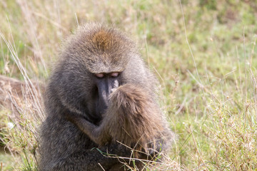 Vervet monkey (Chlorocebus pygerythrus), small, black faced monkey with a greenish-olive or silvery-gray body in Serengeti, Tanzanian national park in the Serengeti ecosystem in the Mara.
