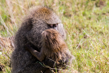 Vervet monkey (Chlorocebus pygerythrus), small, black faced monkey with a greenish-olive or silvery-gray body in Serengeti, Tanzanian national park in the Serengeti ecosystem in the Mara.