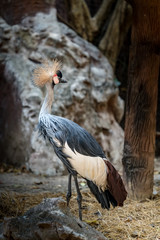 Fototapeta premium Crowned crane