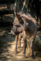 Donkey