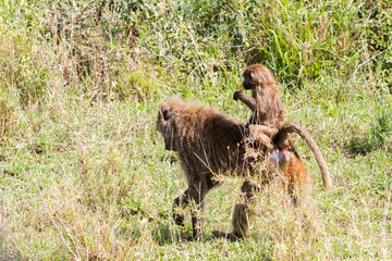 Vervet monkey (Chlorocebus pygerythrus), small, black faced monkey with a greenish-olive or silvery-gray body in Serengeti, Tanzanian national park in the Serengeti ecosystem in the Mara.
