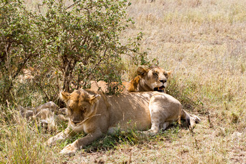 Fototapeta na wymiar East African lion cubs (Panthera leo melanochaita)