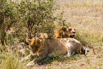 East African lion cubs (Panthera leo melanochaita)