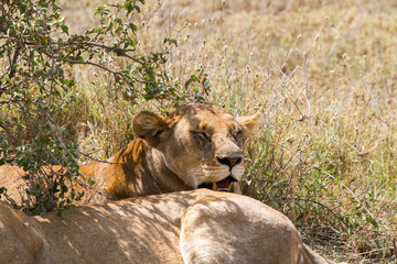 East African lion cubs (Panthera leo melanochaita)