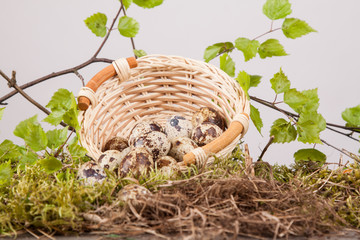 quail egg in basket on a wooden table