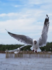 Seagulls in mangrove forest reserve bangpoo Thailand