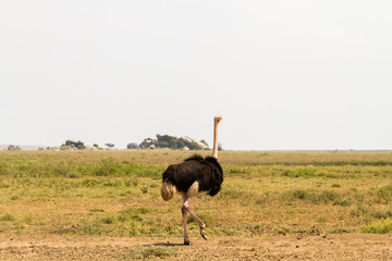 Naklejka premium The ostrich or common ostrich (Struthio camelus) is either one or two species of large flightless birds native to Africa, the only living member(s) of the genus Struthio, which is in the ratite family