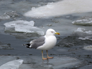 Seagull on the ice floe