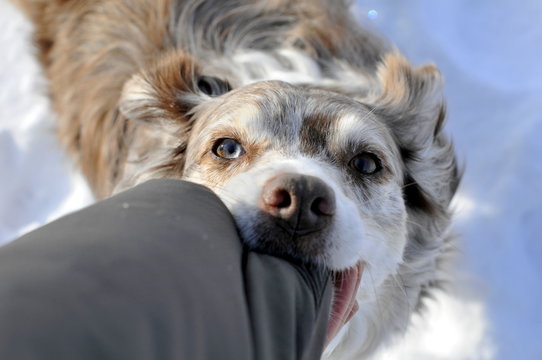 Even Cute Looking Dogs Can Bite, Australien Shepherd Dog Biting In One´s Arm