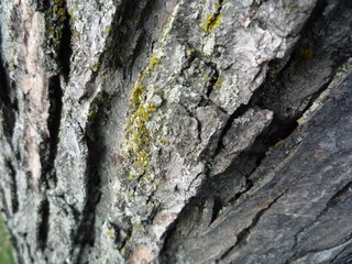 arbre
