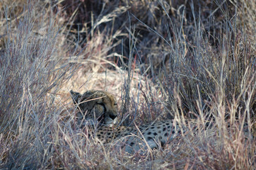 Сheetah in conservation area in Namibia