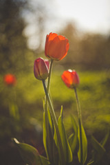 Red Tulip Flowers Meadow Against Sunset Sky