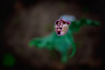 Violet Tulip Flowers Meadow Against Sunset Sky