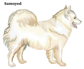 Colored decorative standing portrait of dog Samoyed vector illustration