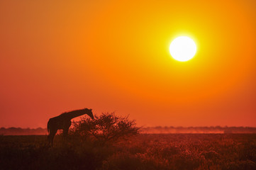 Wild giraffe on sunset in African savannah