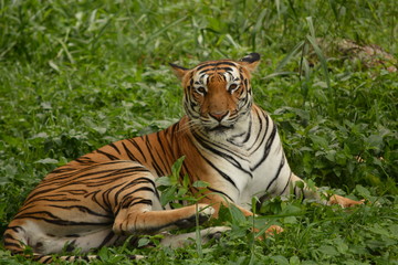 The Bengal tiger taking rest in grass land during afternoon, almost sleepy mood.