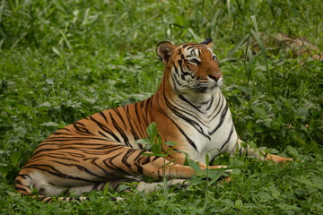 The Bengal tiger taking rest in grass land during afternoon, almost sleepy mood.