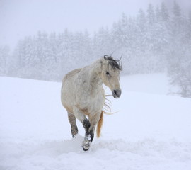 Fototapeta na wymiar through the snow storm, white horse coming through the snow storm