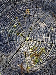 Fototapeta premium coupe bois