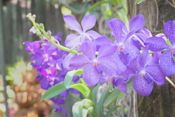 beautiful of violet orchid in flower garde