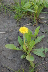 Taraxacum officinale, dandelion