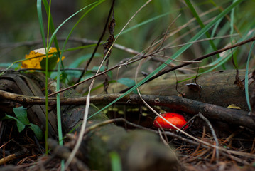 red mushroom