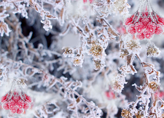 Plant in frost.Beautiful winter nature background.Nature wallpaper