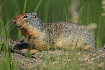 Naklejka na ściany i meble A cute prarie dog hanging out in the sun in Glacier National Park, Montana.