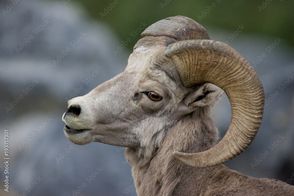 Wall mural a cute bighorn sheep that was roaming around near going to the sun road in glacier national park, mo